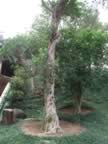 Chi-Lin-Garden-Twisted-Tree-2.jpg (126kb)