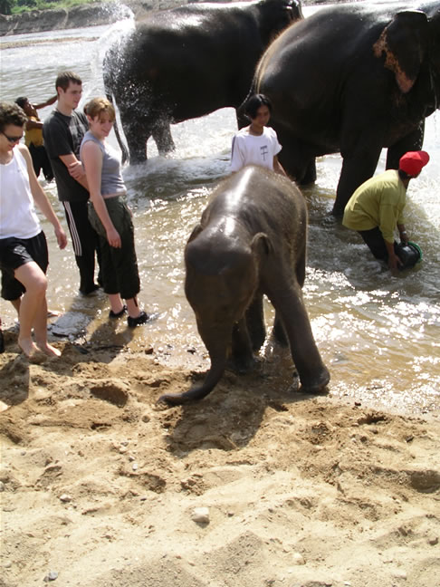 images/Elephant-Washing-10.jpg
