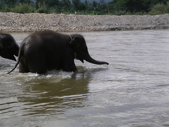 images/Elephant-Washing-4.jpg