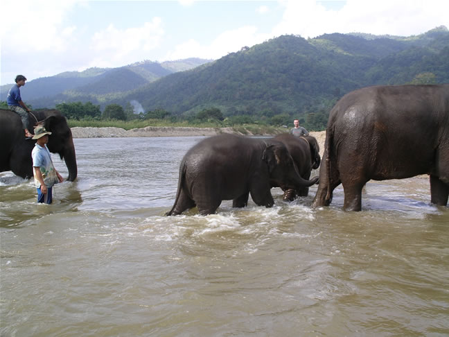 images/Elephant-Washing-6.jpg