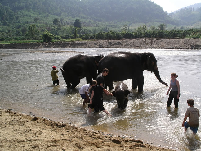images/Elephant-Washing-8.jpg