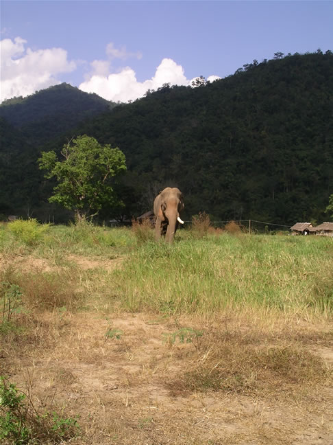images/Free-Elephant-2.jpg