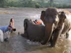 Elephant-Washing-12.jpg (92kb)