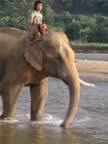 Elephant-Washing-13.jpg (85kb)