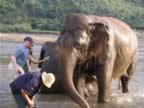 Elephant-Washing-17.jpg (103kb)