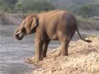 Elephant-Washing-18.jpg (98kb)