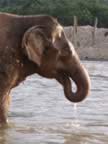 Elephant-Washing-19.jpg (90kb)