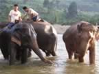Elephant-Washing-20.jpg (85kb)