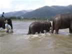 Elephant-Washing-6.jpg (59kb)