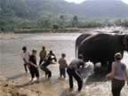 Elephant-Washing-9.jpg (95kb)