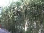 Bamboo.jpg (136kb)