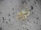 Anegada-ghost-crab-1.jpg (55kb)