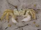 Anegada-ghost-crab-2.jpg (49kb)