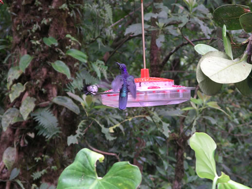 images/Hummingbird-blue-2.jpg