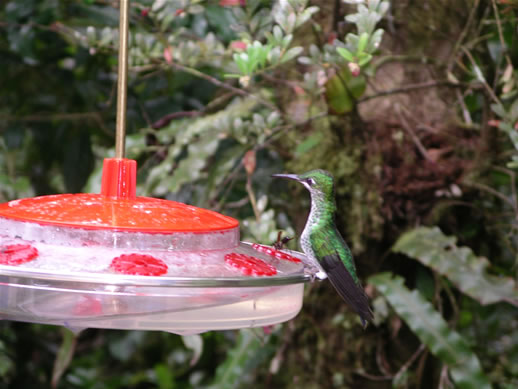 images/Hummingbird-green-2.jpg