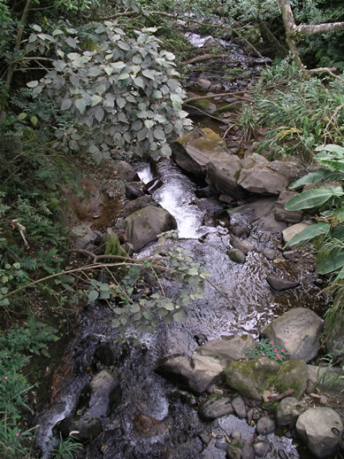 images/Monteverde-brook.jpg
