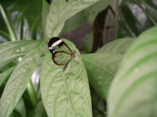images/Monteverde-butterfly-farm-2.jpg
