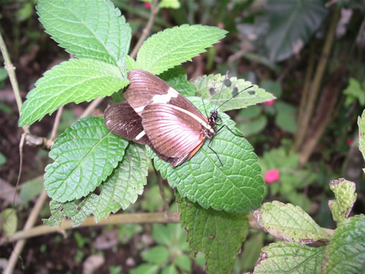 images/Monteverde-butterfly-farm-5.jpg