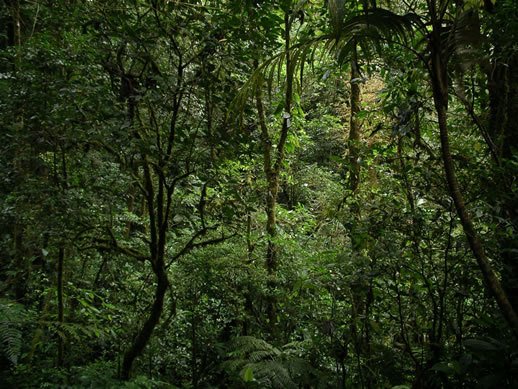 images/Monteverde-forest-11.jpg