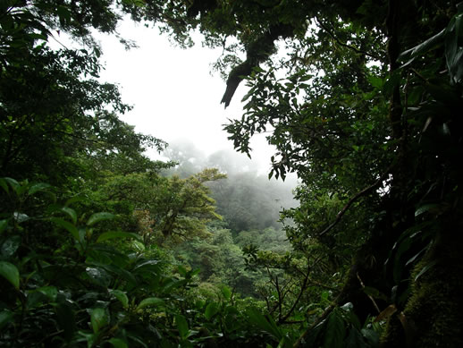 images/Monteverde-forest-12.jpg