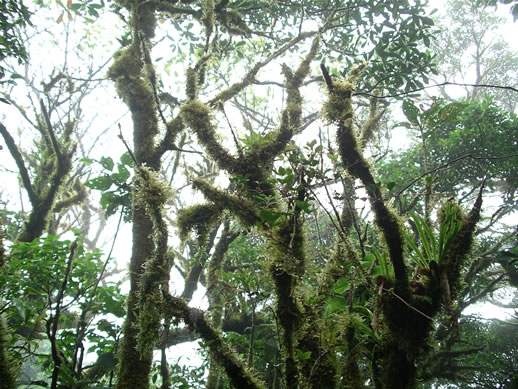 images/Monteverde-forest-13.jpg