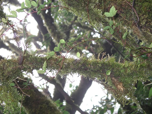 images/Monteverde-forest-14.jpg