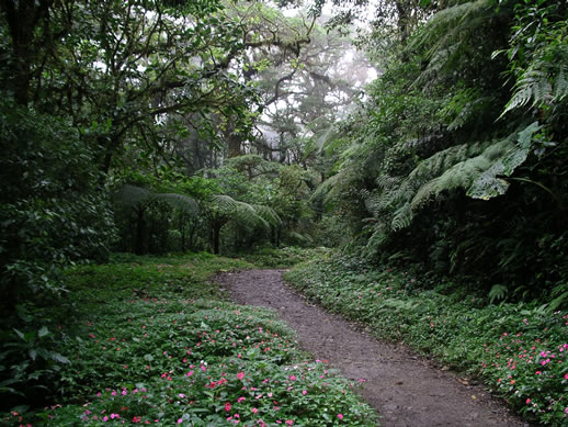 images/Monteverde-forest-16.jpg