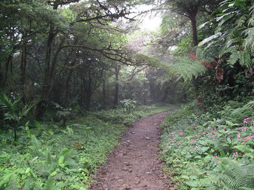 images/Monteverde-forest-17.jpg