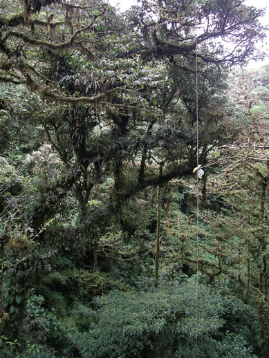 images/Monteverde-forest-19.jpg