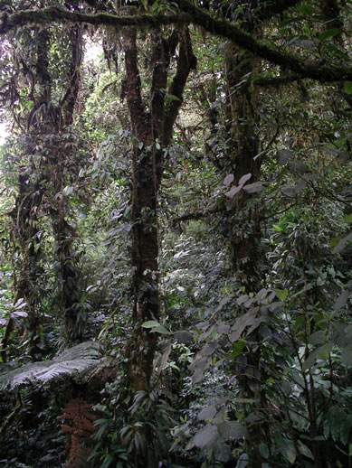 images/Monteverde-forest-20.jpg