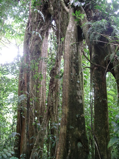 images/Monteverde-forest-24.jpg