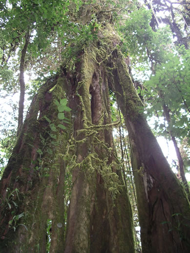 images/Monteverde-forest-5.jpg