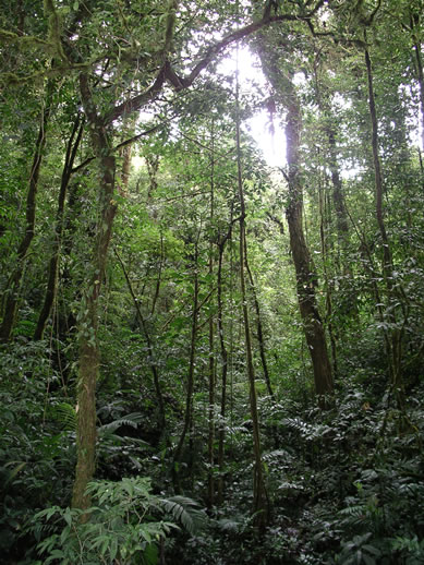 images/Monteverde-forest-6.jpg