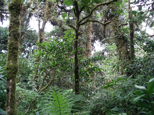 images/Monteverde-forest-7.jpg