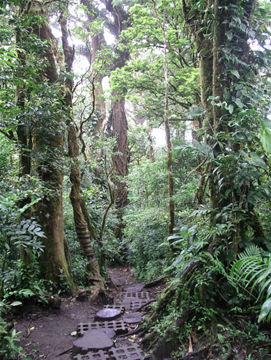 images/Monteverde-forest-9.jpg