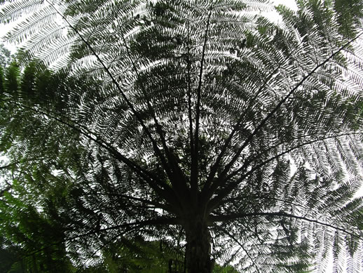 images/Monteverde-forest-fern-tree-2.jpg