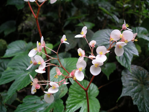 images/Monteverde-forest-flower-3.jpg