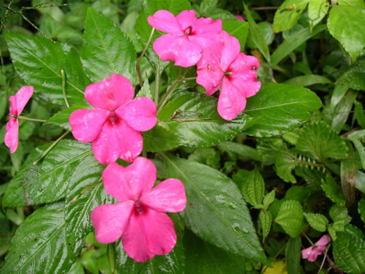 images/Monteverde-forest-flower-5.jpg