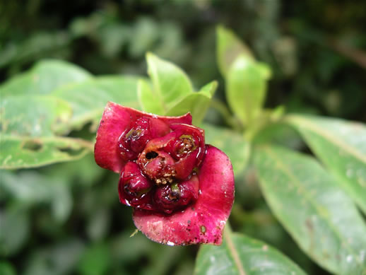 images/Monteverde-forest-flower-7.jpg