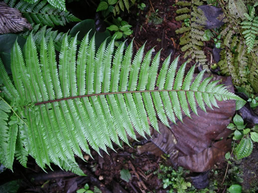 images/Monteverde-forest-giant-fern.jpg