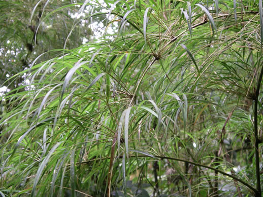 images/Monteverde-forest-spider-plant.jpg