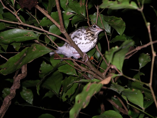 images/Monteverde-night-hike-bird-2.jpg