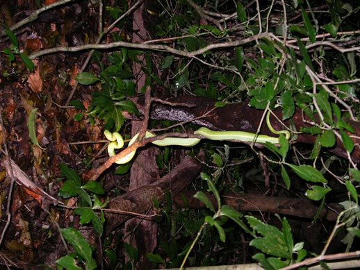 images/Monteverde-night-hike-green-snake-2.jpg