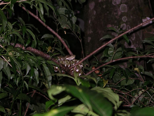 images/Monteverde-night-hike-silver-snake-2.jpg