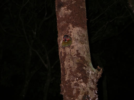 images/Monteverde-night-hike-woodpecker.jpg