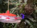Hummingbird-blue-1.jpg (42kb)
