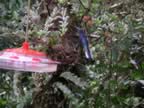 Hummingbird-blue-3.jpg (80kb)