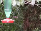 Hummingbird-green-1.jpg (45kb)
