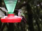 Hummingbird-green-10.jpg (28kb)