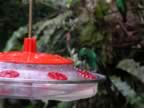 Hummingbird-green-11.jpg (39kb)